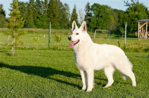 royal oaks white german shepherd